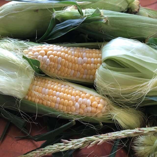 sweet corn in husks