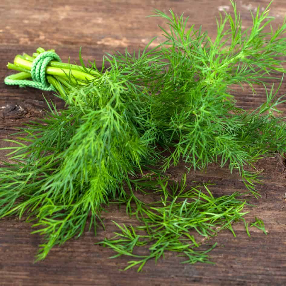 fresh dill