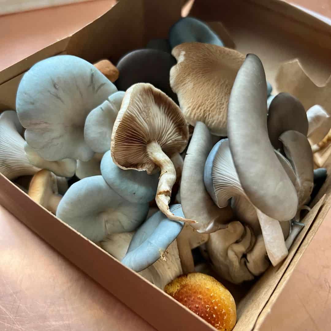 mushroom medely square