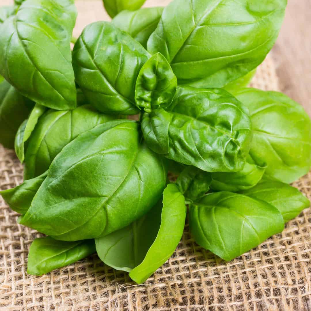 Basil Bunch