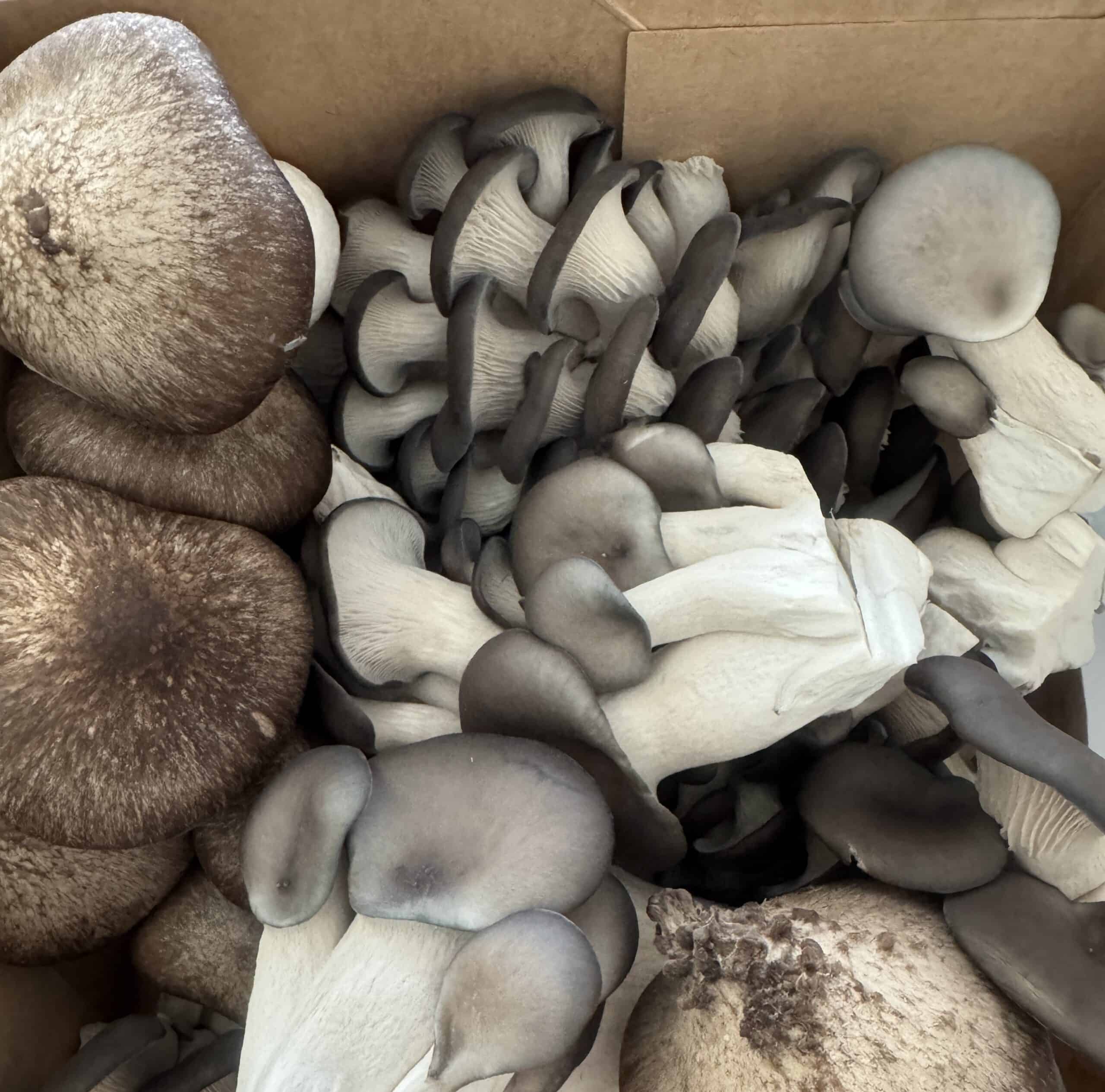 Oyster Mushrooms – Edible Gourmet Mushroom for Cooking Cluster of fresh oyster mushrooms – tender, delicate mushrooms used in French and vegetarian cooking