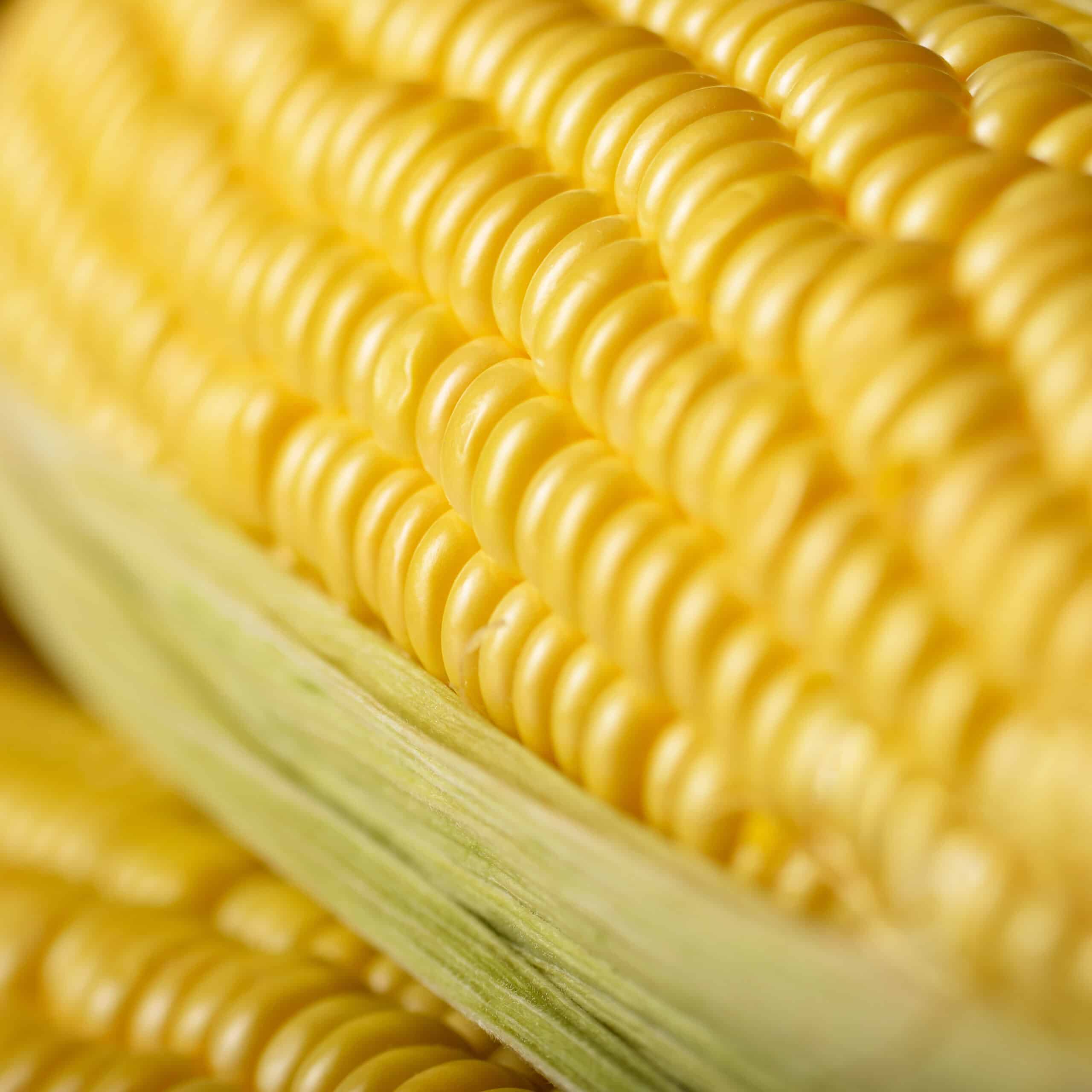 Close-up of a ripe organic sweet corn cob with green husk leaves, showing bright yellow kernels in natural light